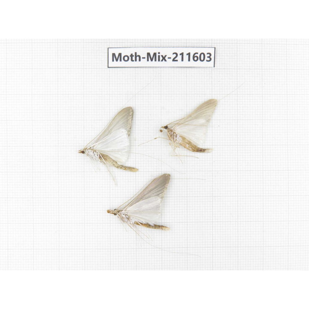 Moths sp. China, Tibet, Linzhi, Motuo county. 3Pcs. Moth-Mix-211603.