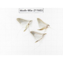 Moths sp. China, Tibet, Linzhi, Motuo county. 3Pcs. Moth-Mix-211603.