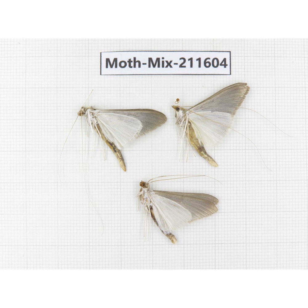 Moths sp. China, Tibet, Linzhi, Motuo county. 3Pcs. Moth-Mix-211604.