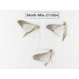 Moths sp. China, Tibet, Linzhi, Motuo county. 3Pcs. Moth-Mix-211604.