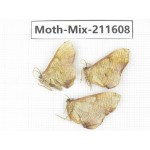 Moths sp. China, Tibet, Linzhi, Motuo county. 3Pcs. Moth-Mix-211608.