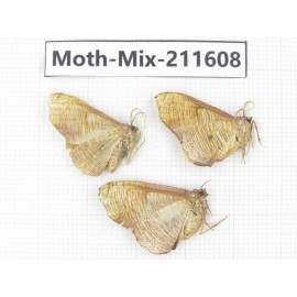 Moths sp. China, Tibet, Linzhi, Motuo county. 3Pcs. Moth-Mix-211608.