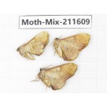 Moths sp. China, Tibet, Linzhi, Motuo county. 3Pcs. Moth-Mix-211609.