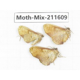 Moths sp. China, Tibet, Linzhi, Motuo county. 3Pcs. Moth-Mix-211609.