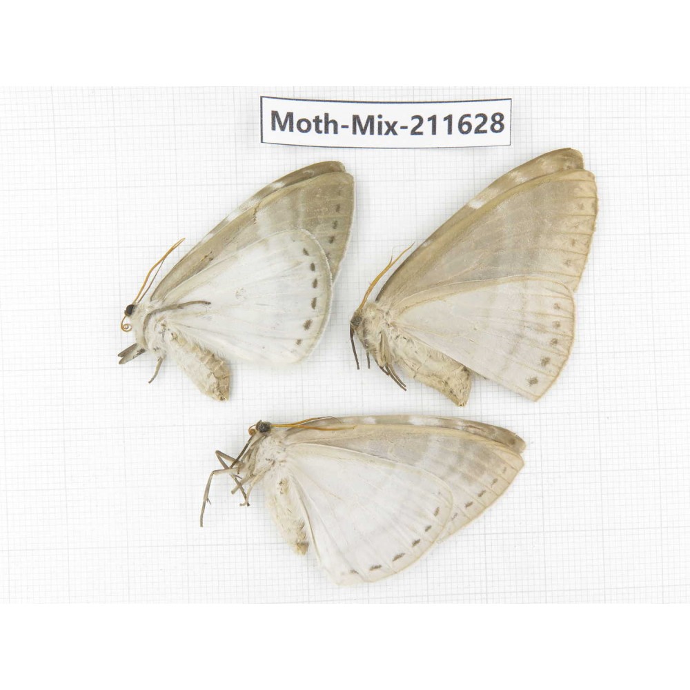 Moths sp. China, Tibet, Linzhi, Motuo county. 3Pcs. Moth-Mix-211628.