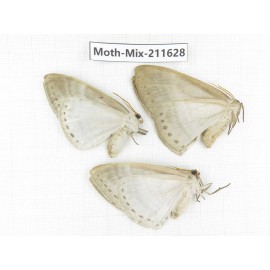 Moths sp. China, Tibet, Linzhi, Motuo county. 3Pcs. Moth-Mix-211628.