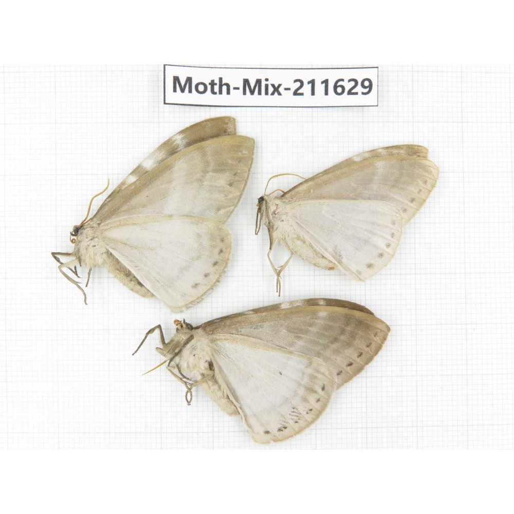 Moths sp. China, Tibet, Linzhi, Motuo county. 3Pcs. Moth-Mix-211629.
