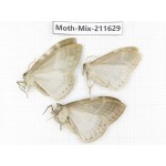 Moths sp. China, Tibet, Linzhi, Motuo county. 3Pcs. Moth-Mix-211629.