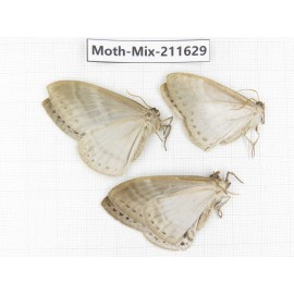 Moths sp. China, Tibet, Linzhi, Motuo county. 3Pcs. Moth-Mix-211629.