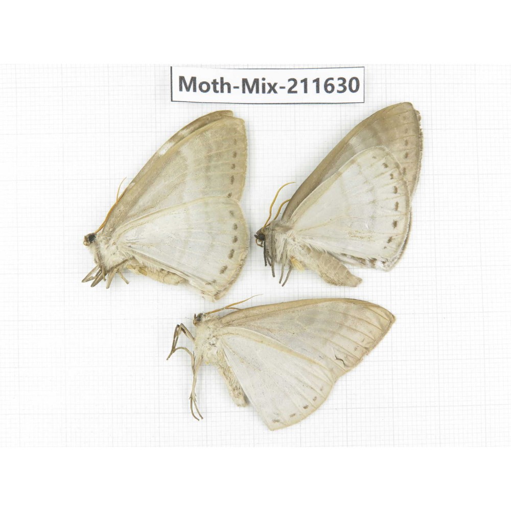 Moths sp. China, Tibet, Linzhi, Motuo county. 3Pcs. Moth-Mix-211630.