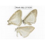 Moths sp. China, Tibet, Linzhi, Motuo county. 3Pcs. Moth-Mix-211630.