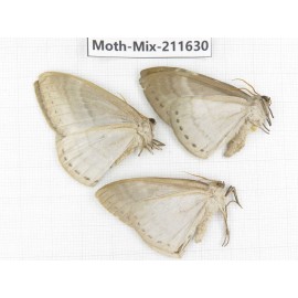 Moths sp. China, Tibet, Linzhi, Motuo county. 3Pcs. Moth-Mix-211630.