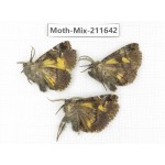 Moths sp. China, Tibet, Linzhi, Motuo county. 3Pcs. Moth-Mix-211642.