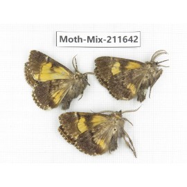 Moths sp. China, Tibet, Linzhi, Motuo county. 3Pcs. Moth-Mix-211642.