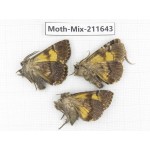 Moths sp. China, Tibet, Linzhi, Motuo county. 3Pcs. Moth-Mix-211643.