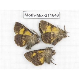 Moths sp. China, Tibet, Linzhi, Motuo county. 3Pcs. Moth-Mix-211643.