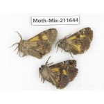 Moths sp. China, Tibet, Linzhi, Motuo county. 3Pcs. Moth-Mix-211644.