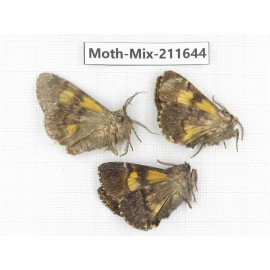 Moths sp. China, Tibet, Linzhi, Motuo county. 3Pcs. Moth-Mix-211644.