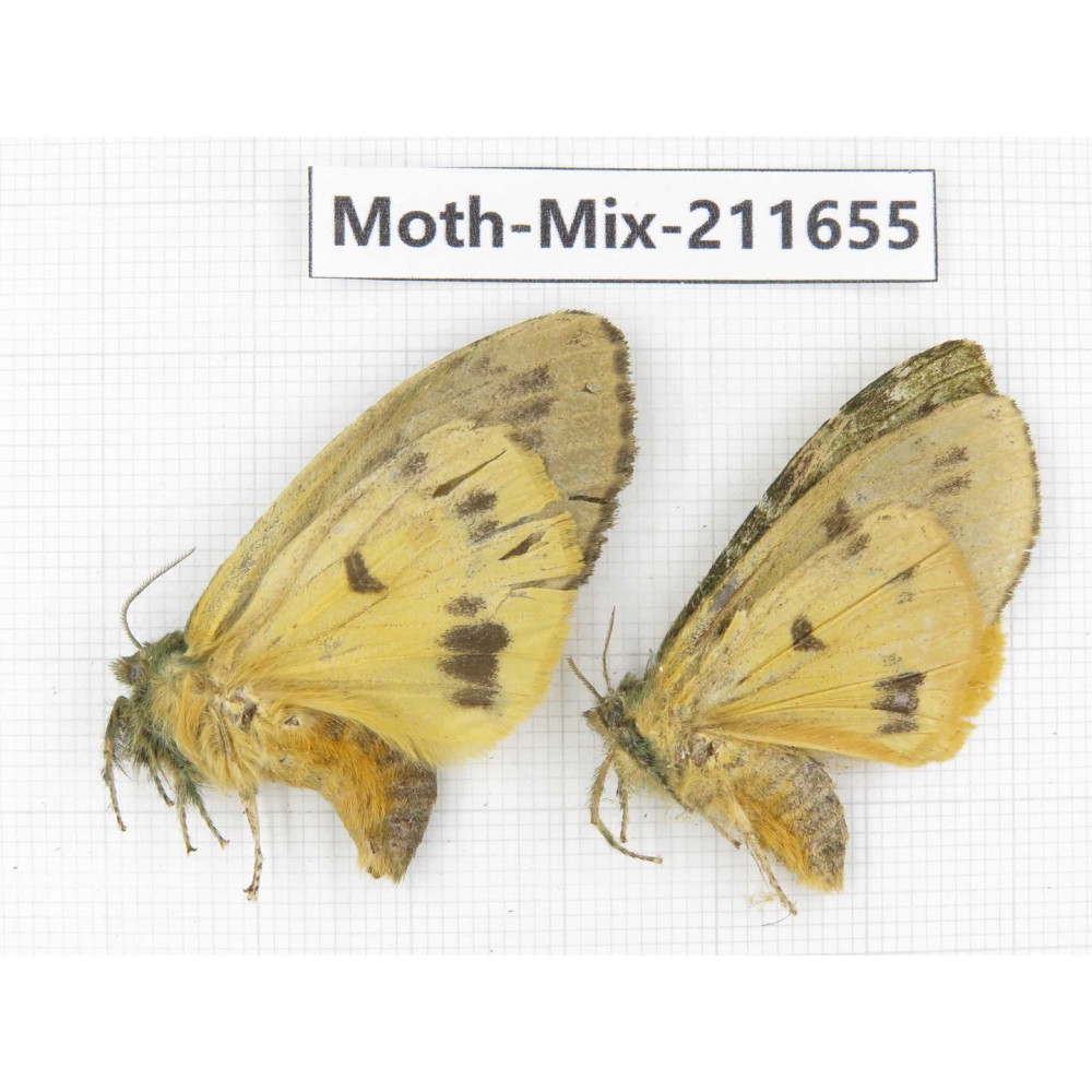 Moths sp. China, Tibet, Linzhi, Motuo county. 2Pcs. Moth-Mix-211655.
