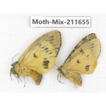 Moths sp. China, Tibet, Linzhi, Motuo county. 2Pcs. Moth-Mix-211655.
