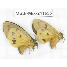 Moths sp. China, Tibet, Linzhi, Motuo county. 2Pcs. Moth-Mix-211655.