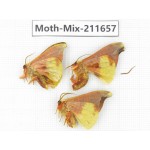 Moths sp. China, Tibet, Linzhi, Motuo county. 3Pcs. Moth-Mix-211657.