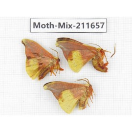 Moths sp. China, Tibet, Linzhi, Motuo county. 3Pcs. Moth-Mix-211657.