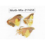 Moths sp. China, Tibet, Linzhi, Motuo county. 3Pcs. Moth-Mix-211658.