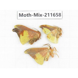 Moths sp. China, Tibet, Linzhi, Motuo county. 3Pcs. Moth-Mix-211658.