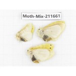 Moths sp. China, Tibet, Linzhi, Motuo county. 3Pcs. Moth-Mix-211661.