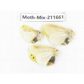Moths sp. China, Tibet, Linzhi, Motuo county. 3Pcs. Moth-Mix-211661.