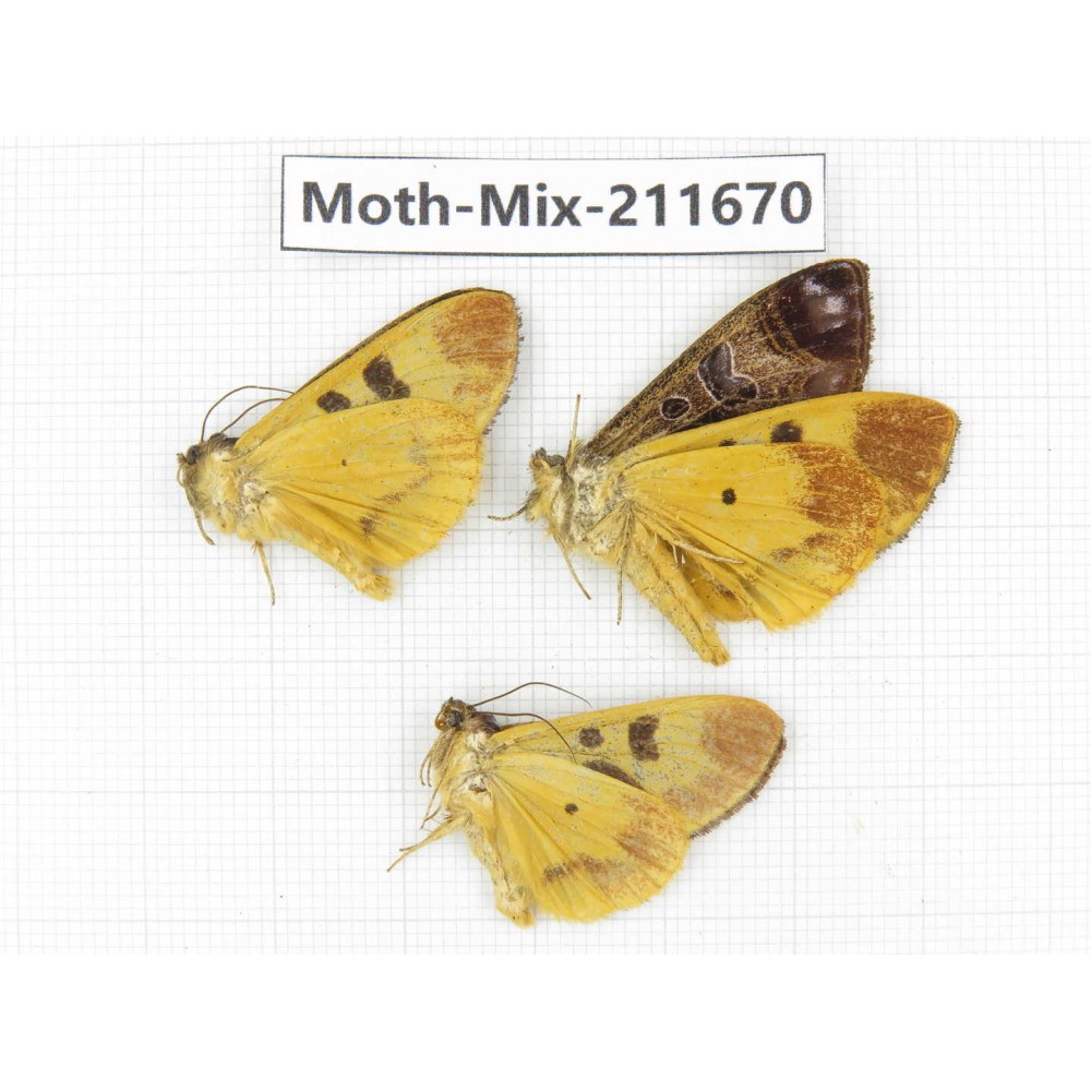 Moths sp. China, Tibet, Linzhi, Motuo county. 3Pcs. Moth-Mix-211670.