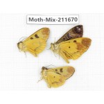 Moths sp. China, Tibet, Linzhi, Motuo county. 3Pcs. Moth-Mix-211670.