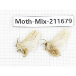 Moths sp. China, Tibet, Linzhi, Motuo county. 2Pcs. Moth-Mix-211679.