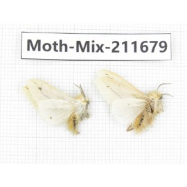 Moths sp. China, Tibet, Linzhi, Motuo county. 2Pcs. Moth-Mix-211679.
