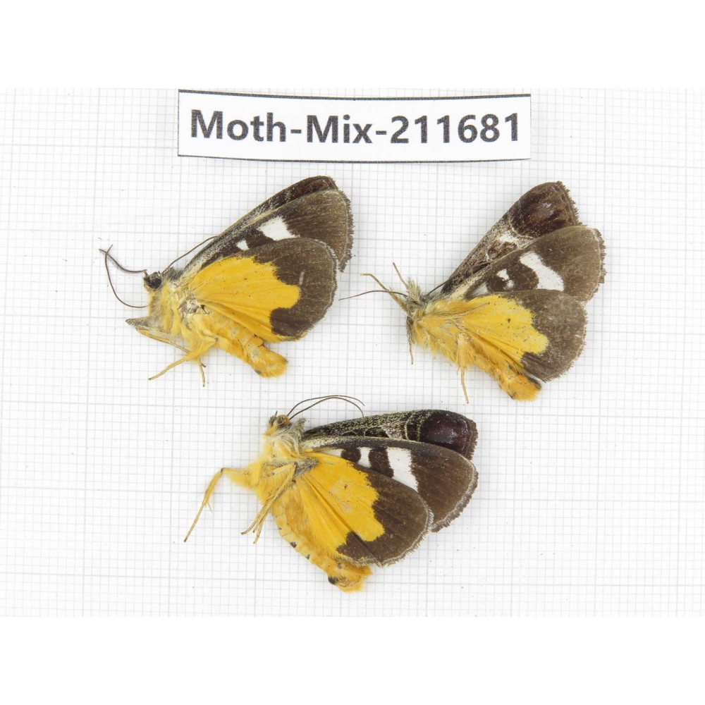 Moths sp. China, Tibet, Linzhi, Motuo county. 3Pcs. Moth-Mix-211681.