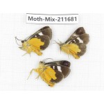 Moths sp. China, Tibet, Linzhi, Motuo county. 3Pcs. Moth-Mix-211681.
