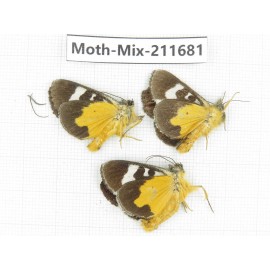 Moths sp. China, Tibet, Linzhi, Motuo county. 3Pcs. Moth-Mix-211681.