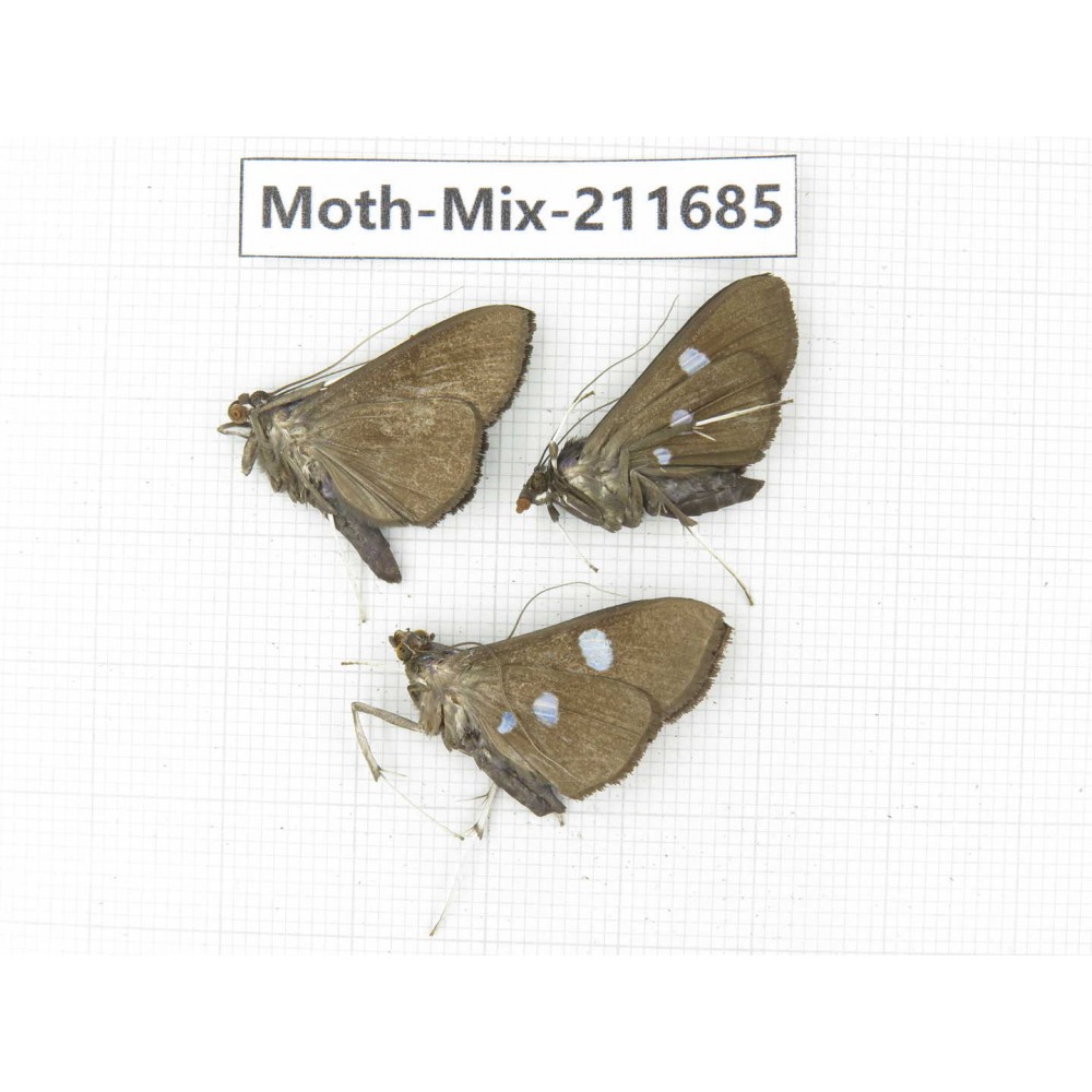 Moths sp. China, Tibet, Linzhi, Motuo county. 3Pcs. Moth-Mix-211685.