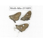 Moths sp. China, Tibet, Linzhi, Motuo county. 3Pcs. Moth-Mix-211685.