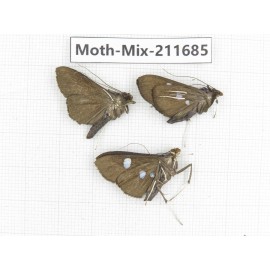 Moths sp. China, Tibet, Linzhi, Motuo county. 3Pcs. Moth-Mix-211685.