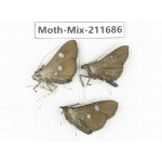 Moths sp. China, Tibet, Linzhi, Motuo county. 3Pcs. Moth-Mix-211686.