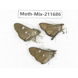 Moths sp. China, Tibet, Linzhi, Motuo county. 3Pcs. Moth-Mix-211686.