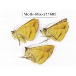 Moths sp. China, Tibet, Linzhi, Motuo county. 3Pcs. Moth-Mix-211689.