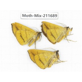 Moths sp. China, Tibet, Linzhi, Motuo county. 3Pcs. Moth-Mix-211689.