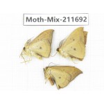 Moths sp. China, Tibet, Linzhi, Motuo county. 3Pcs. Moth-Mix-211692.