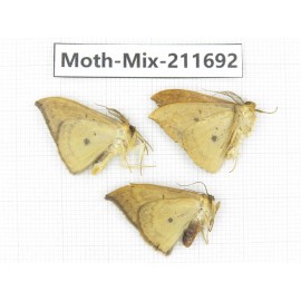Moths sp. China, Tibet, Linzhi, Motuo county. 3Pcs. Moth-Mix-211692.