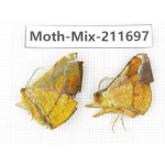 Moths sp. China, Tibet, Linzhi, Motuo county. 2Pcs. Moth-Mix-211697.