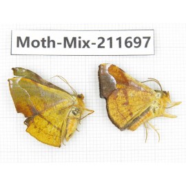 Moths sp. China, Tibet, Linzhi, Motuo county. 2Pcs. Moth-Mix-211697.