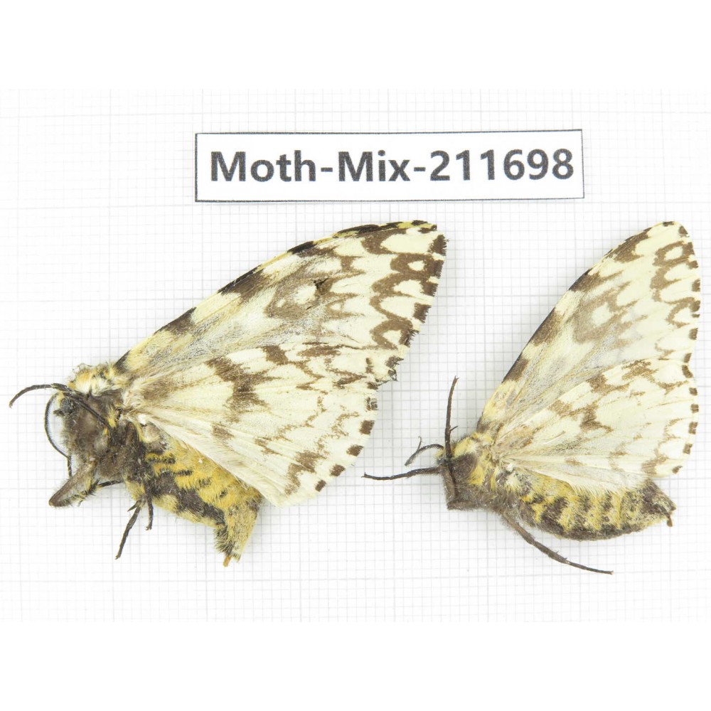 Moths sp. China, Tibet, Linzhi, Motuo county. 2Pcs. Moth-Mix-211698.